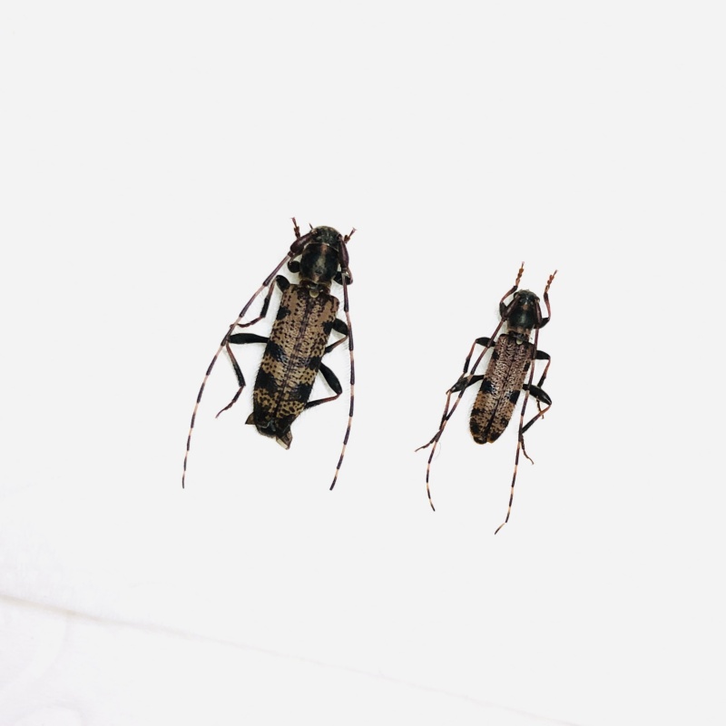 Cerambycidae sp 2pcs from Anji Zhejiang No.5628