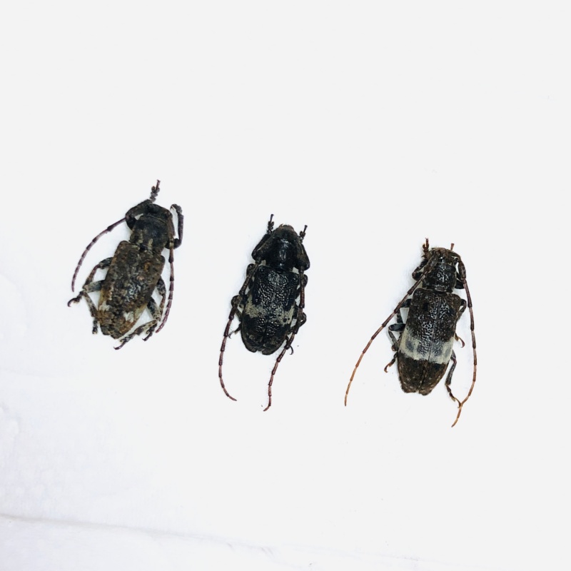 Cerambycidae sp 3pcs from Anji Zhejiang No.5625