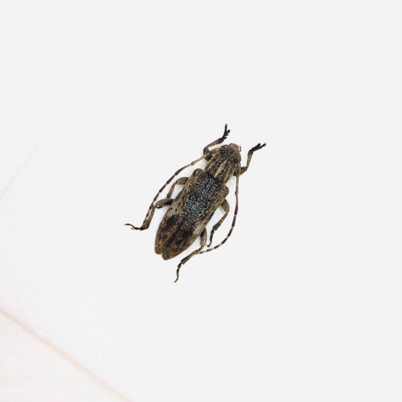 Cerambycidae sp from Anji Zhejiang No.5630
