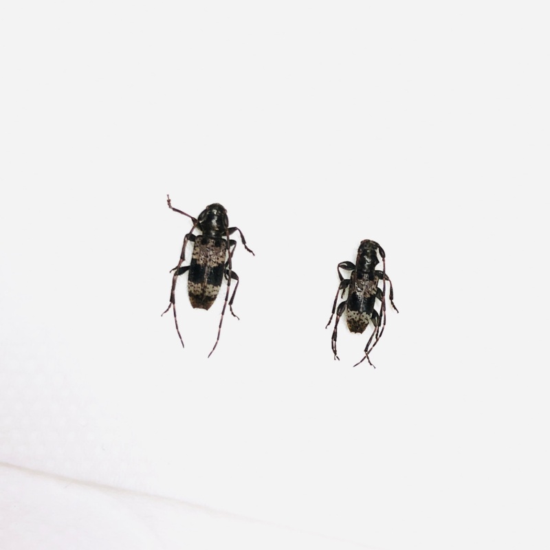 Cerambycidae sp 2pcs from Anji Zhejiang No.5627