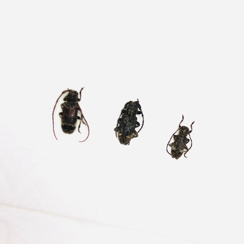 Cerambycidae sp 3pcs from Anji Zhejiang No.5626