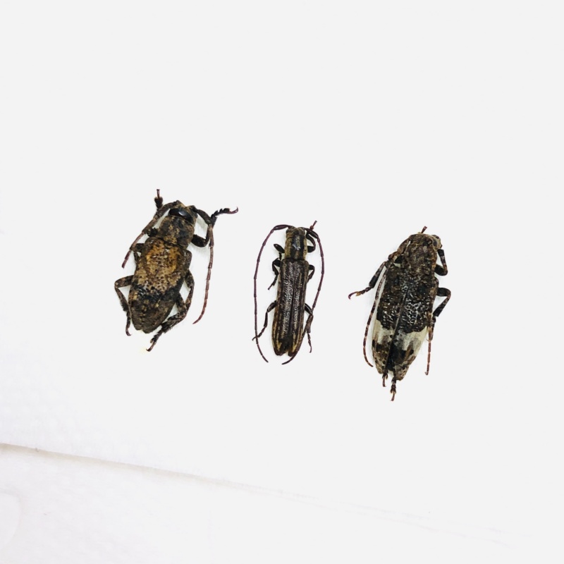 Cerambycidae sp 3pcs from Anji Zhejiang No.5629