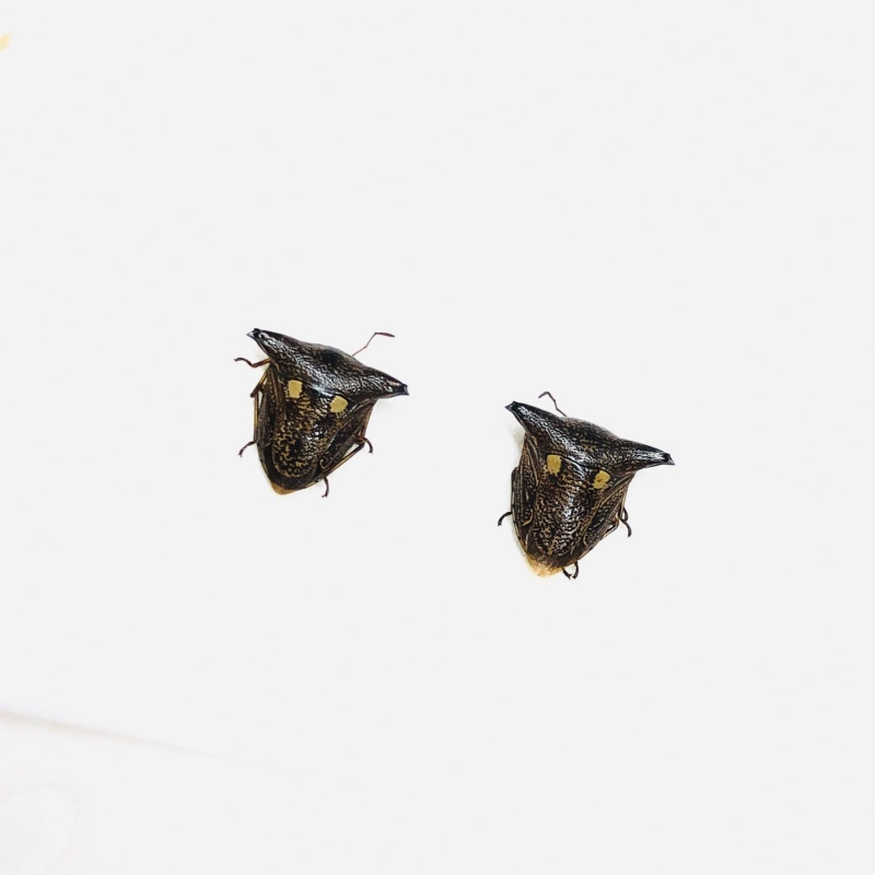 Hemiptera sp 2pcs A1 from Anji Zhejiang No.5635