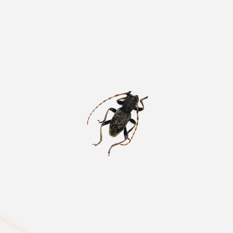 Cerambycidae sp from Anji Zhejiang No.5636