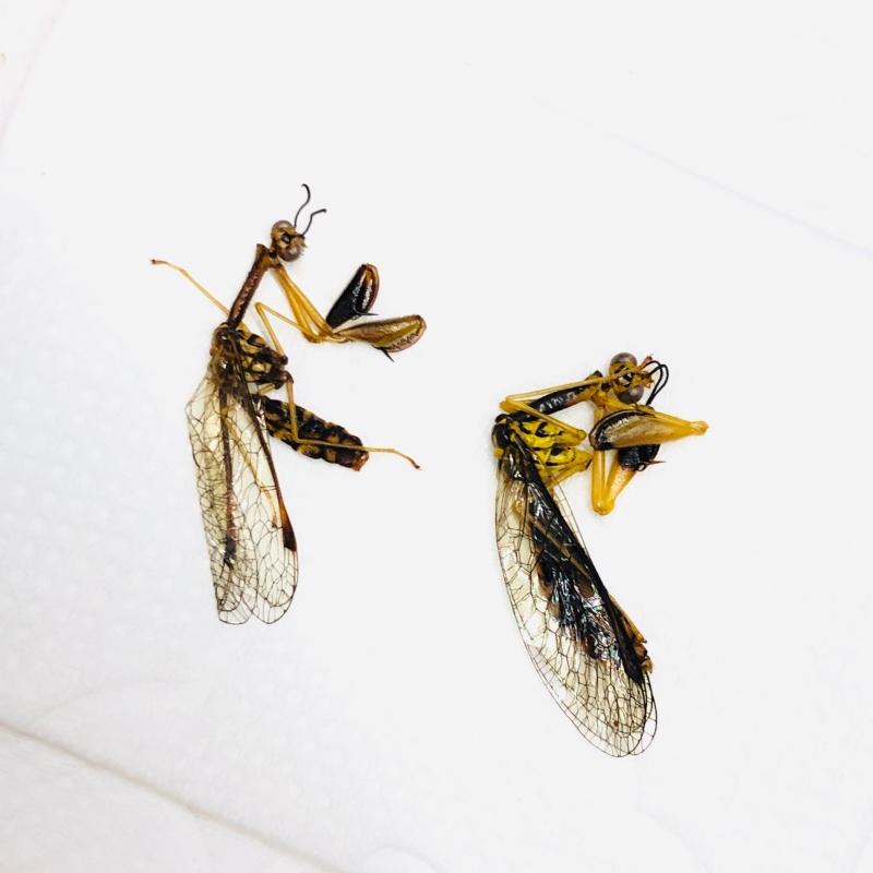 Neuroptera Mantispidae sp 2pcs from Anji Zhejiang No.5633