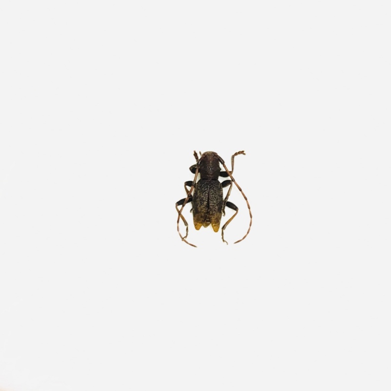 Cerambycidae sp from Anji Zhejiang No.5644