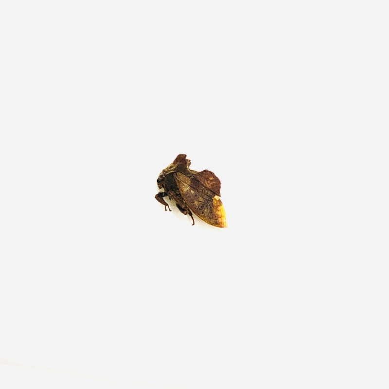 Homoptera Membracidae sp A1 from Anji Zhejiang No.5643 RARE