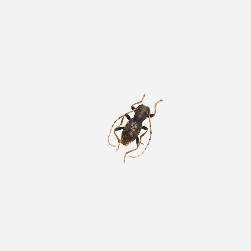 Cerambycidae sp from Anji Zhejiang No.5645