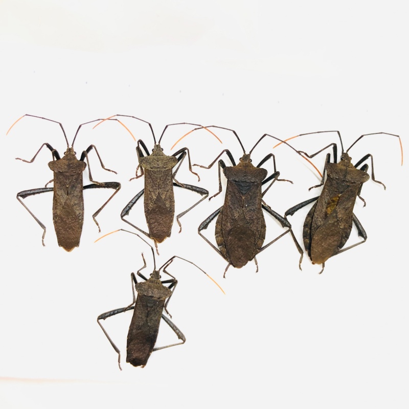 Hemiptera sp 5pcs A1 from Anji Zhejiang No.5647
