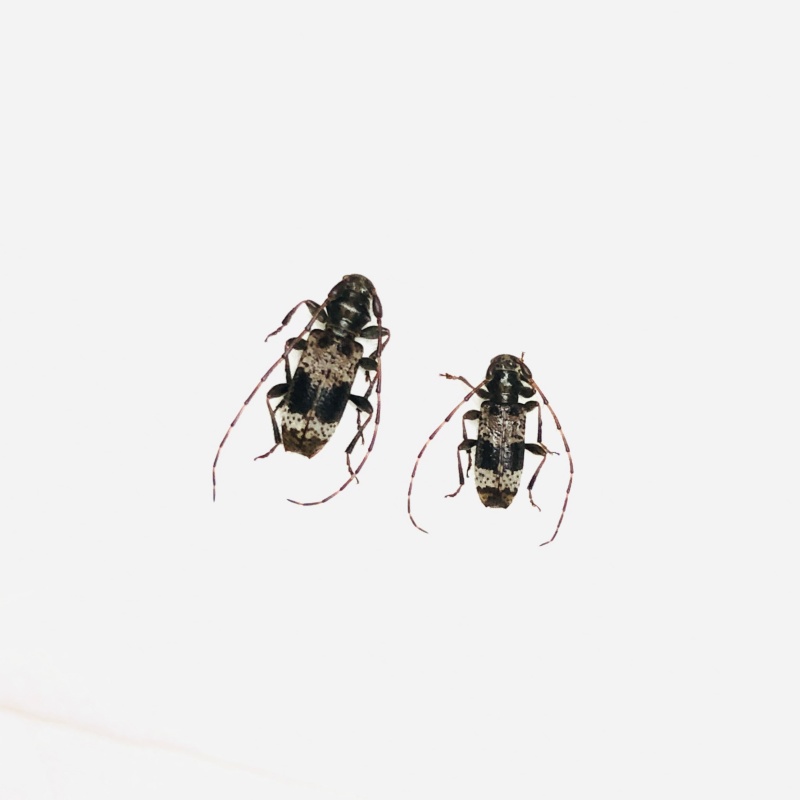 Cerambycidae sp 2pcs from Anji Zhejiang No.5642