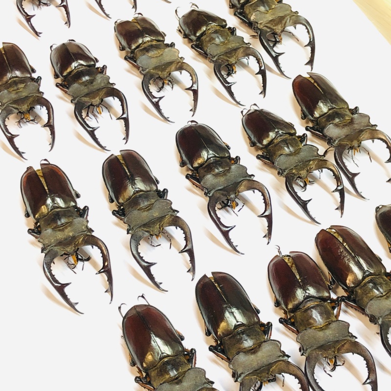 wholesale Lucanidae Lucanus fairmairei 5pcs for one set from Yaan Sichuan