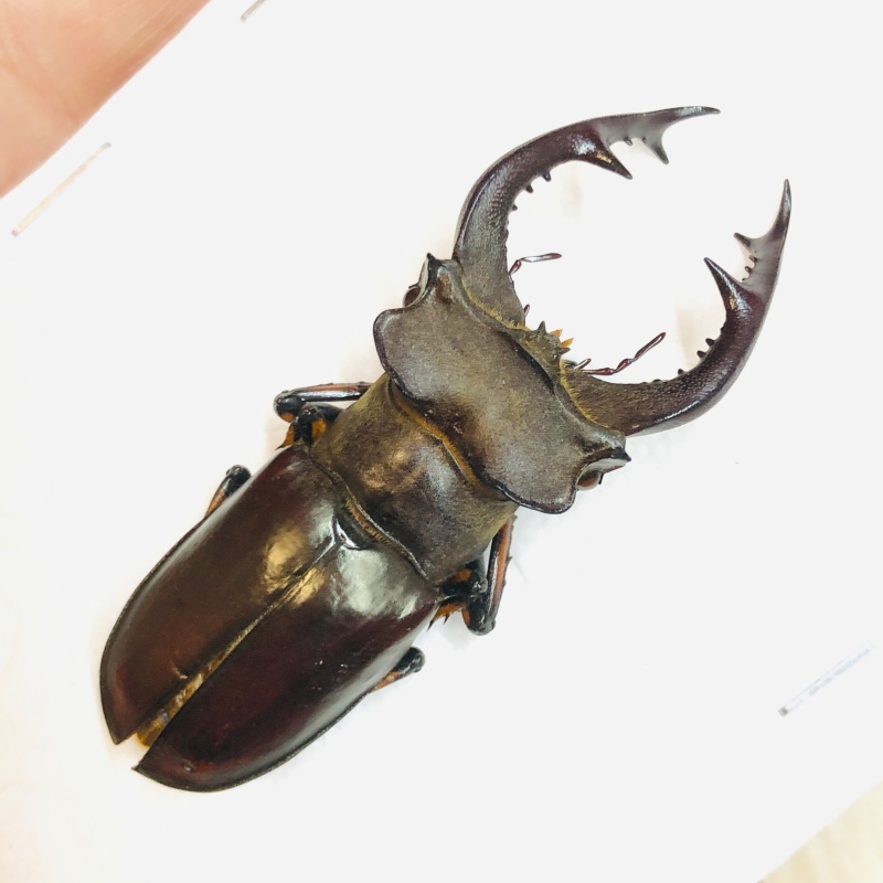 Lucanidae Lucanus fairmairei 56mm A1 from Yaan Sichuan No.5667