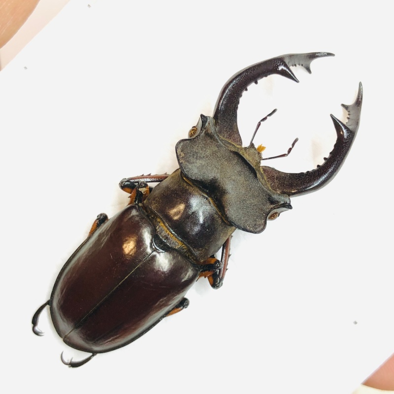 Lucanidae Lucanus fairmairei 55mm A1 from Yaan Sichuan No.5670