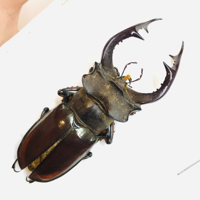 Lucanidae Lucanus fairmairei 57mm A1 from Yaan Sichuan No.5665