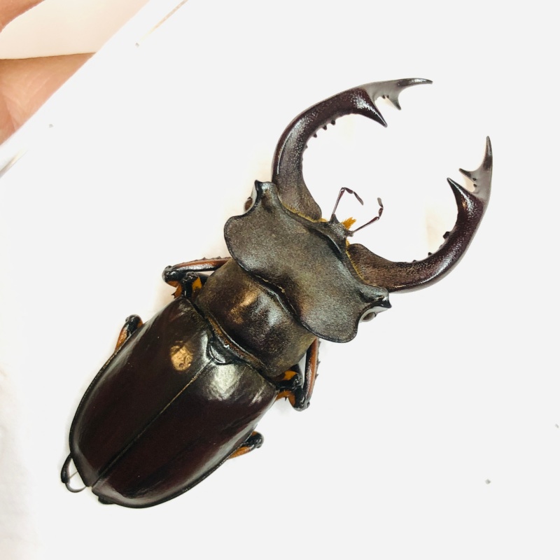 Lucanidae Lucanus fairmairei 55mm A1 from Yaan Sichuan No.5666