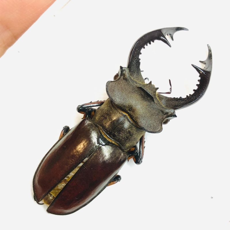 Lucanidae Lucanus fairmairei 55mm A1 from Yaan Sichuan No.5672