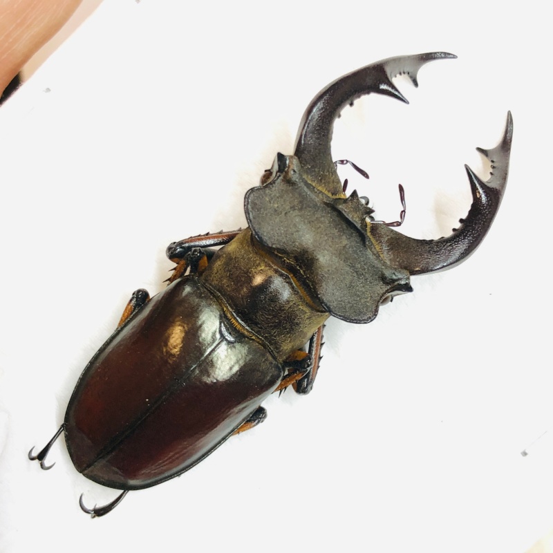 Lucanidae Lucanus fairmairei 54mm A1 from Yaan Sichuan No.5669