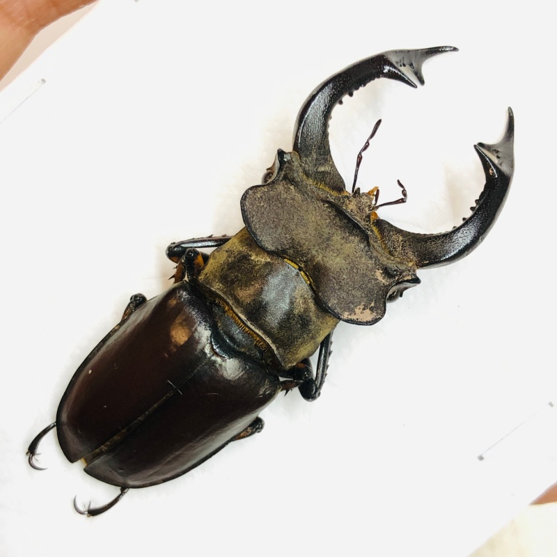 Lucanidae Lucanus fairmairei 57mm A1 from Yaan Sichuan No.5668