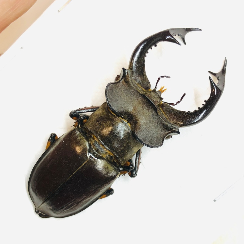 Lucanidae Lucanus fairmairei 57mm A1 from Yaan Sichuan No.5671