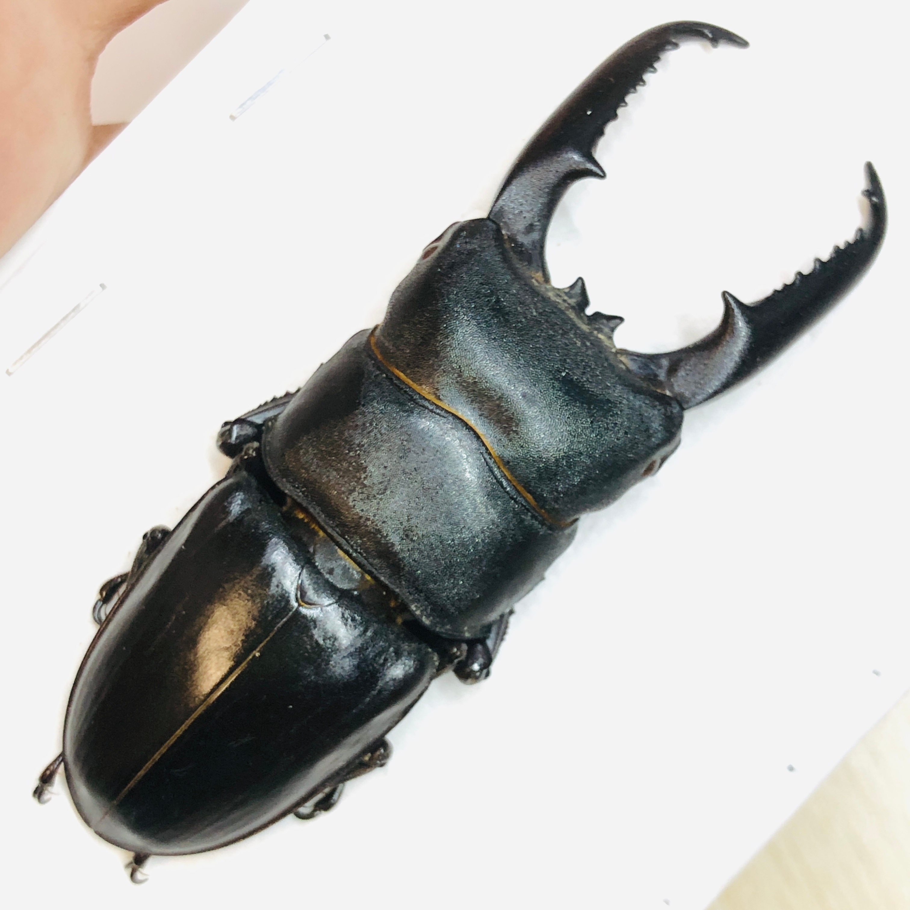 Lucanidae Dorcus titanus platymelus A1 72mm from Yuexi Anhui No.5837