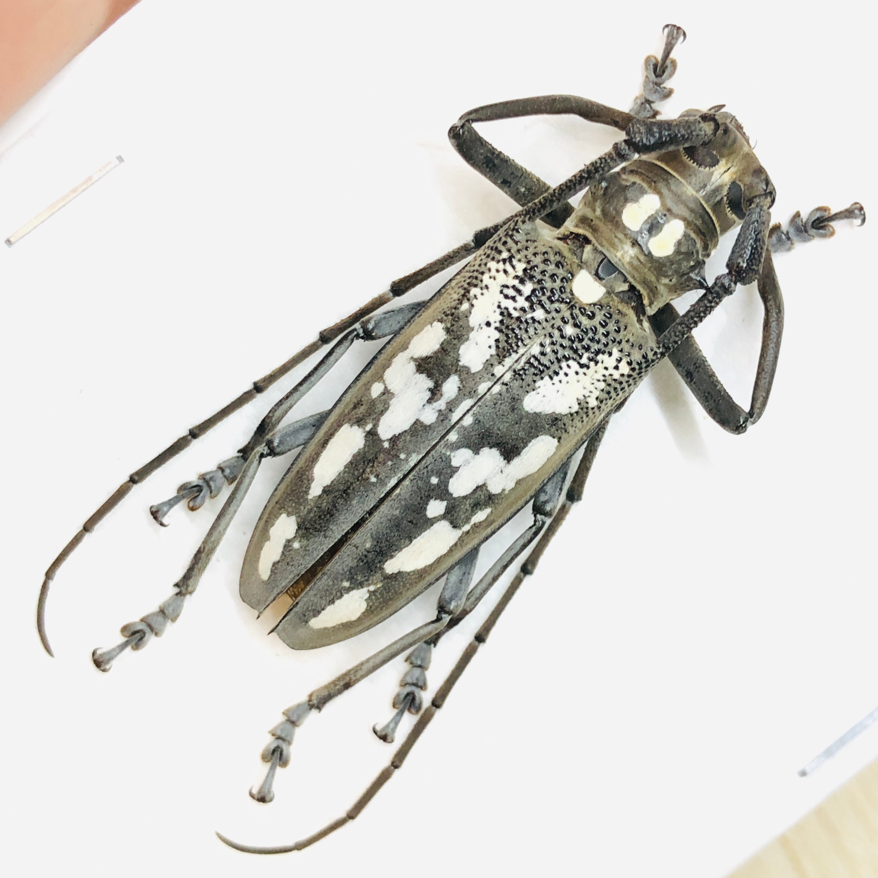 Cerambycidae Batocera horsfieldi 42mm A1 from Disneyland Shanghai No.5838
