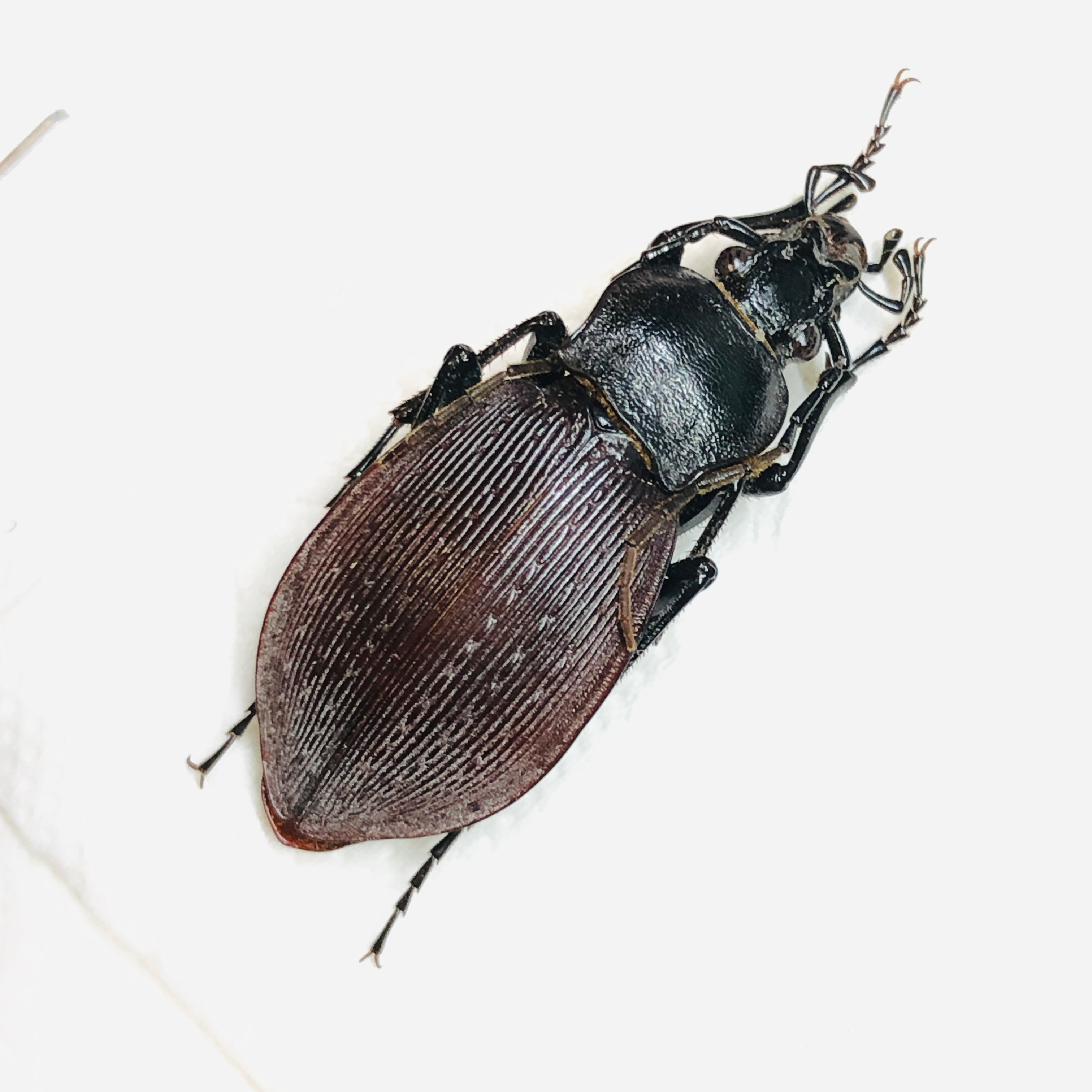 Carabus (Isiocarabus) kiukiangensis orphniopterus 29mm A1 from Anji Zhejiang No.5852
