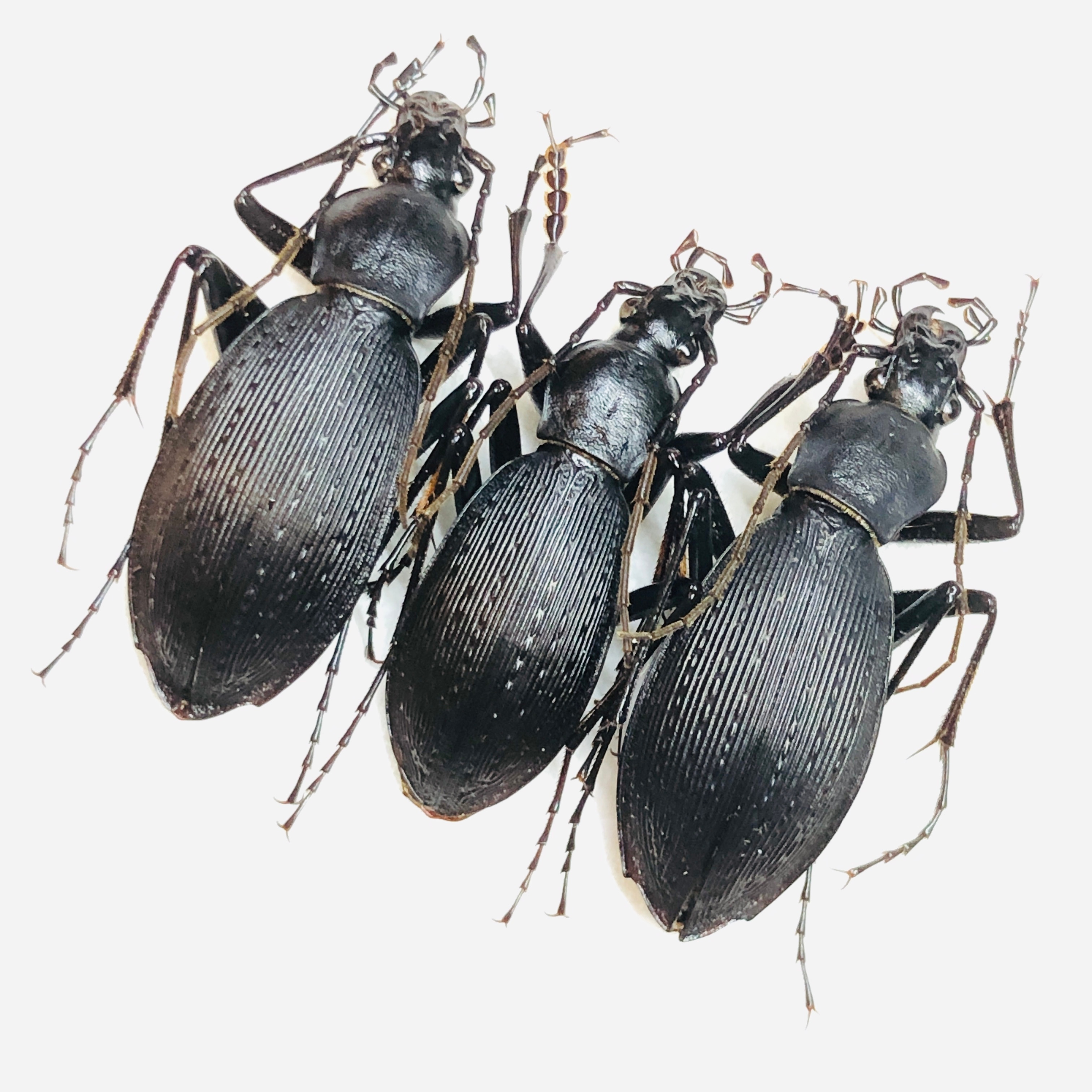 Carabus (Apotomopterus)sauteri kleinfeldianus 29mm26mm29mm from Anji Zhejiang No.5853