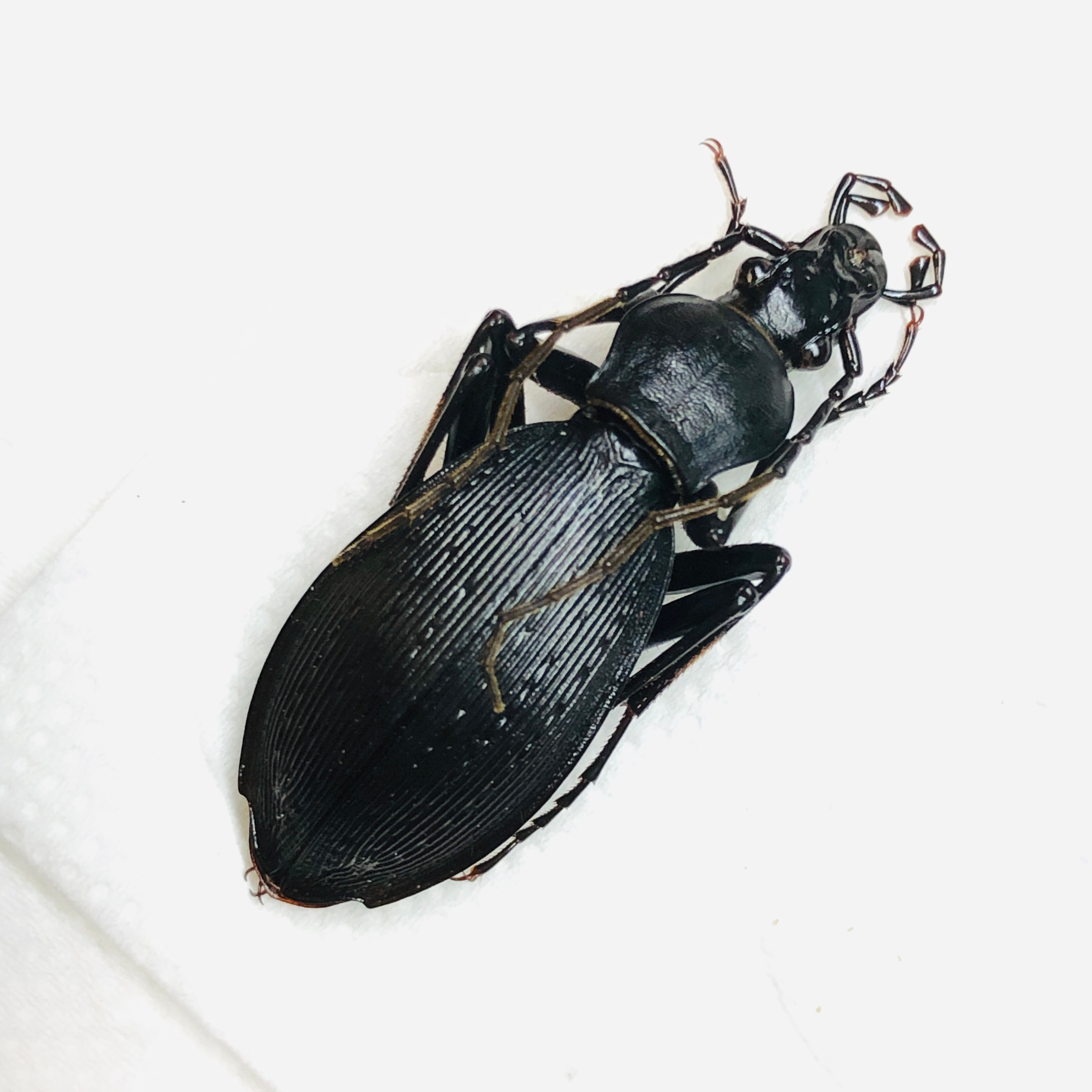 Carabus (Apotomopterus)sauteri kleinfeldianus 29mm A1 from Anji Zhejiang No.5851