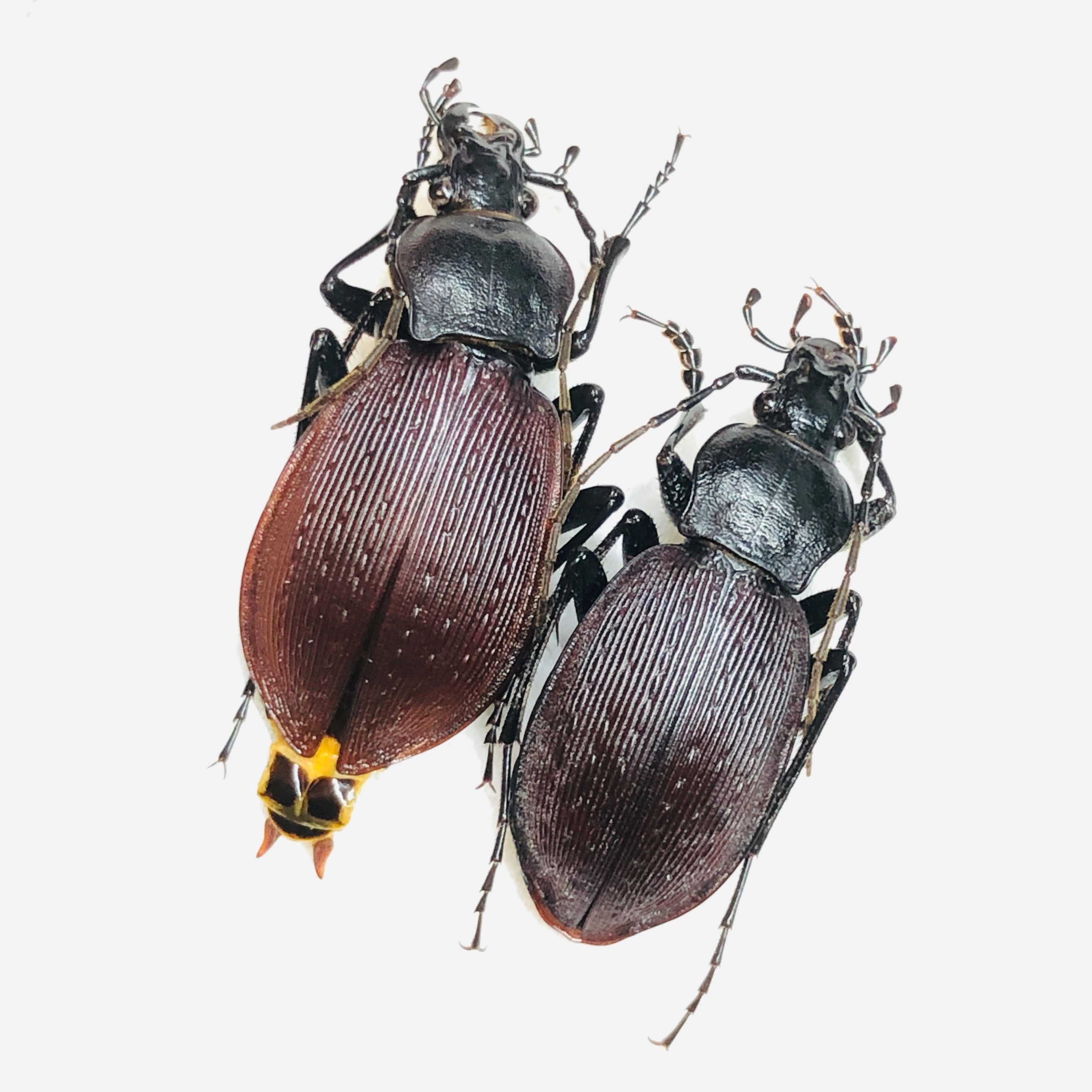 Carabus (Isiocarabus) kiukiangensis orphniopterus 27mm26mm A1 from Anji Zhejiang No.5854