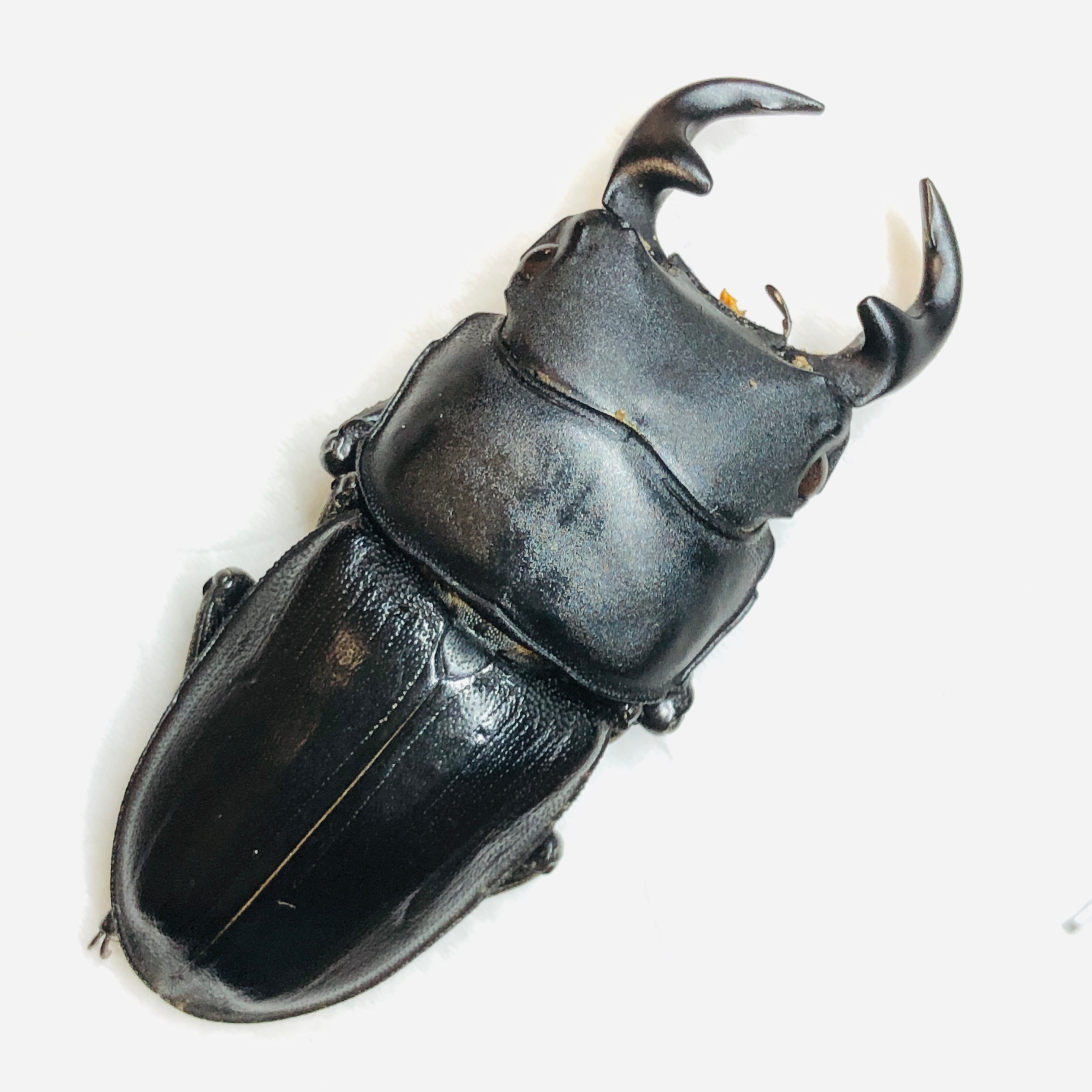 Lucanidae Dorcus hopei 45mm A1 from Disneyland Shanghai No.5861
