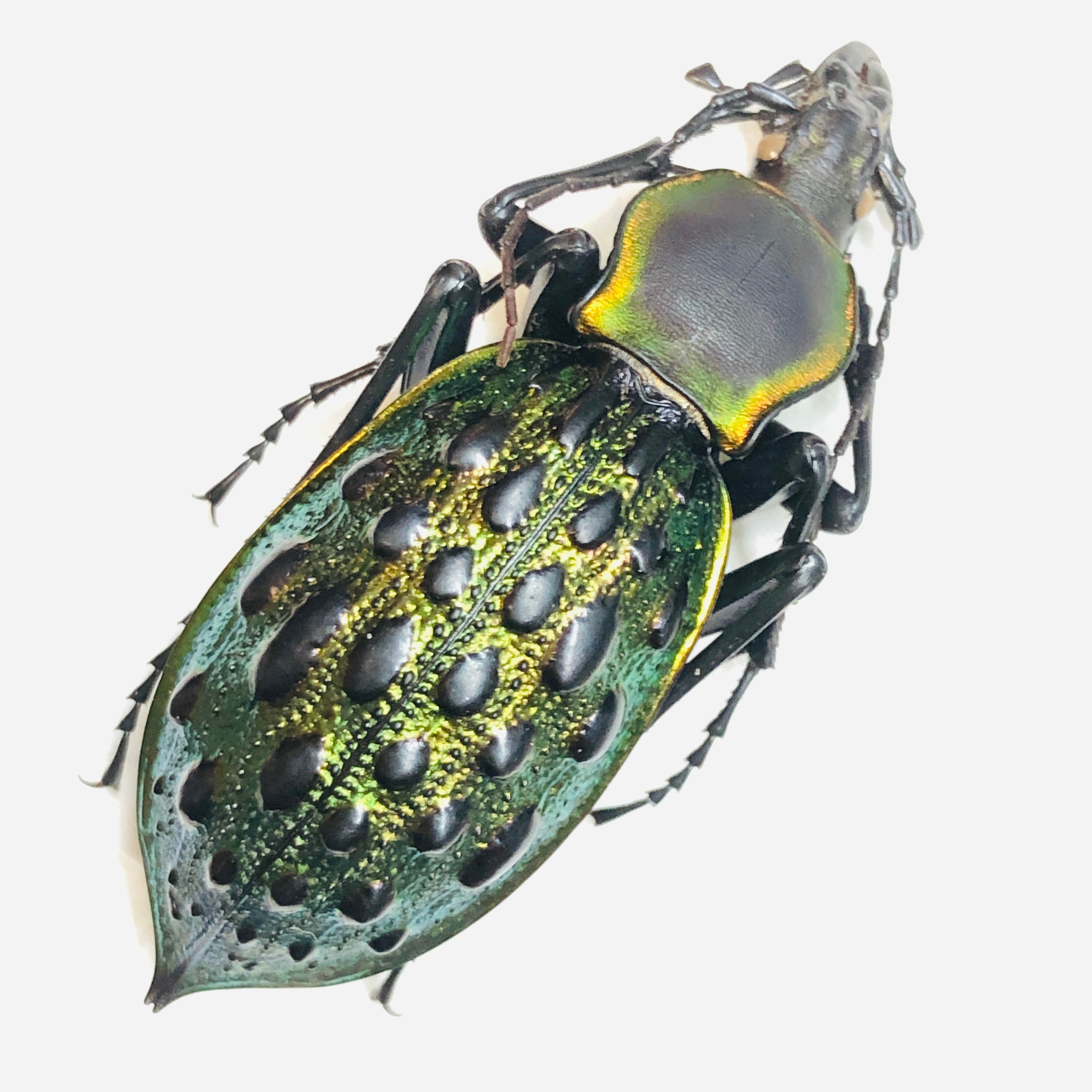 Carabus (Coptolabrus) augustus 45mm A1 from Guilin Guangxi No.5866