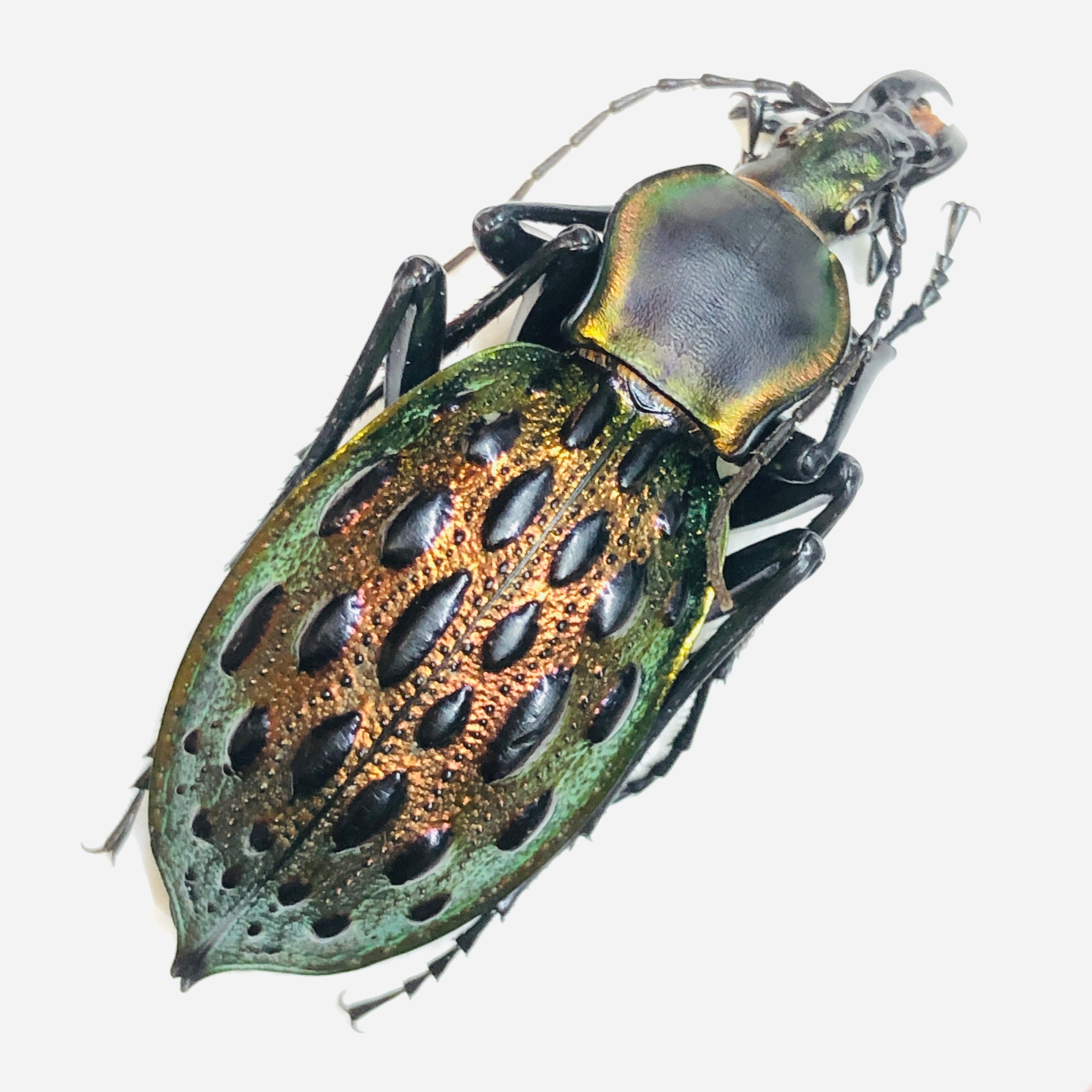 Carabus (Coptolabrus) augustus 46mm A1 from Guilin Guangxi No.5867
