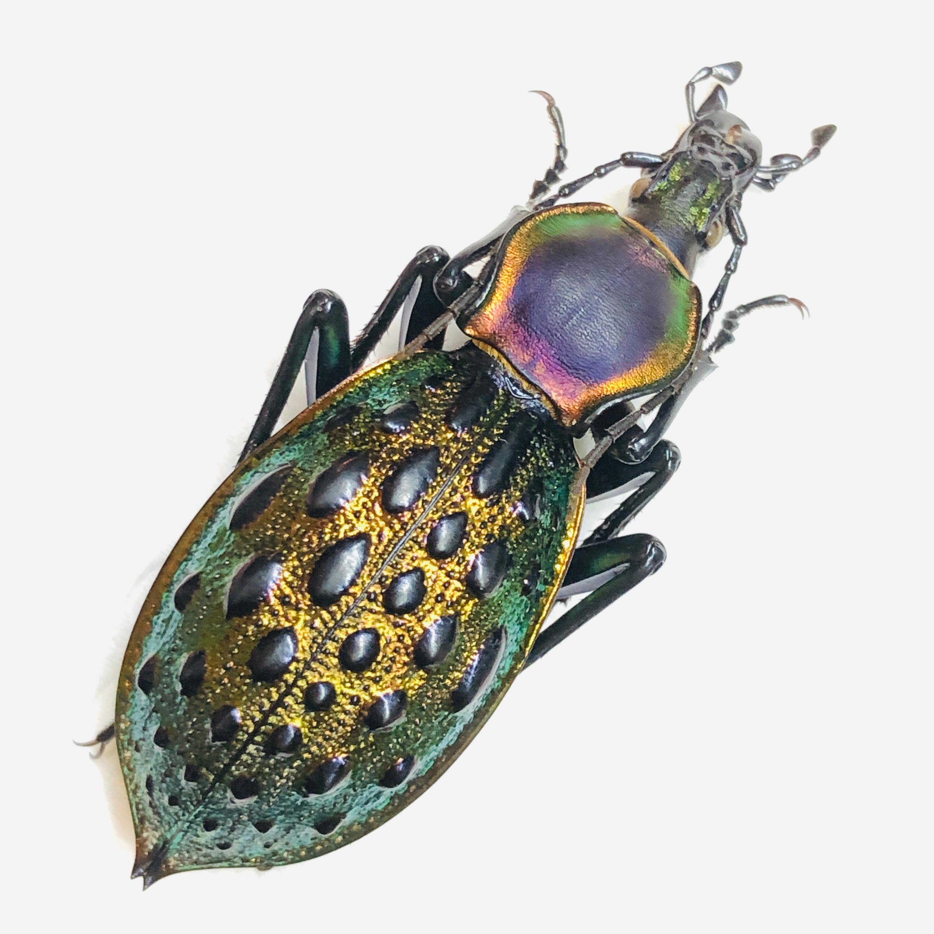 Carabus (Coptolabrus) augustus 4386mm A1 from Guilin Guangxi No.5868