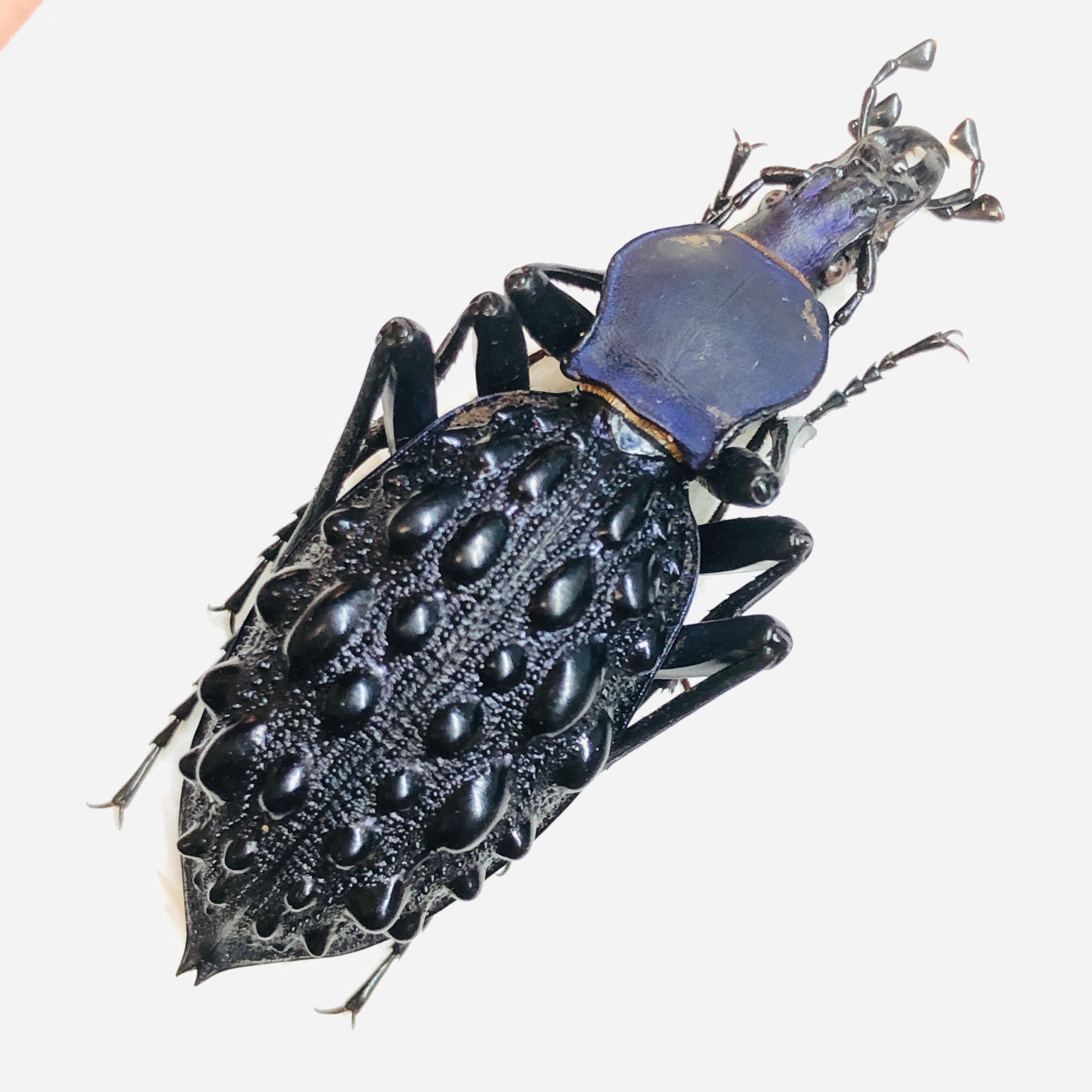 Carabidae Carabus (Coptolabrus) pustulifer ssp 47mm A1 from Rongshui Guangxi No.5875