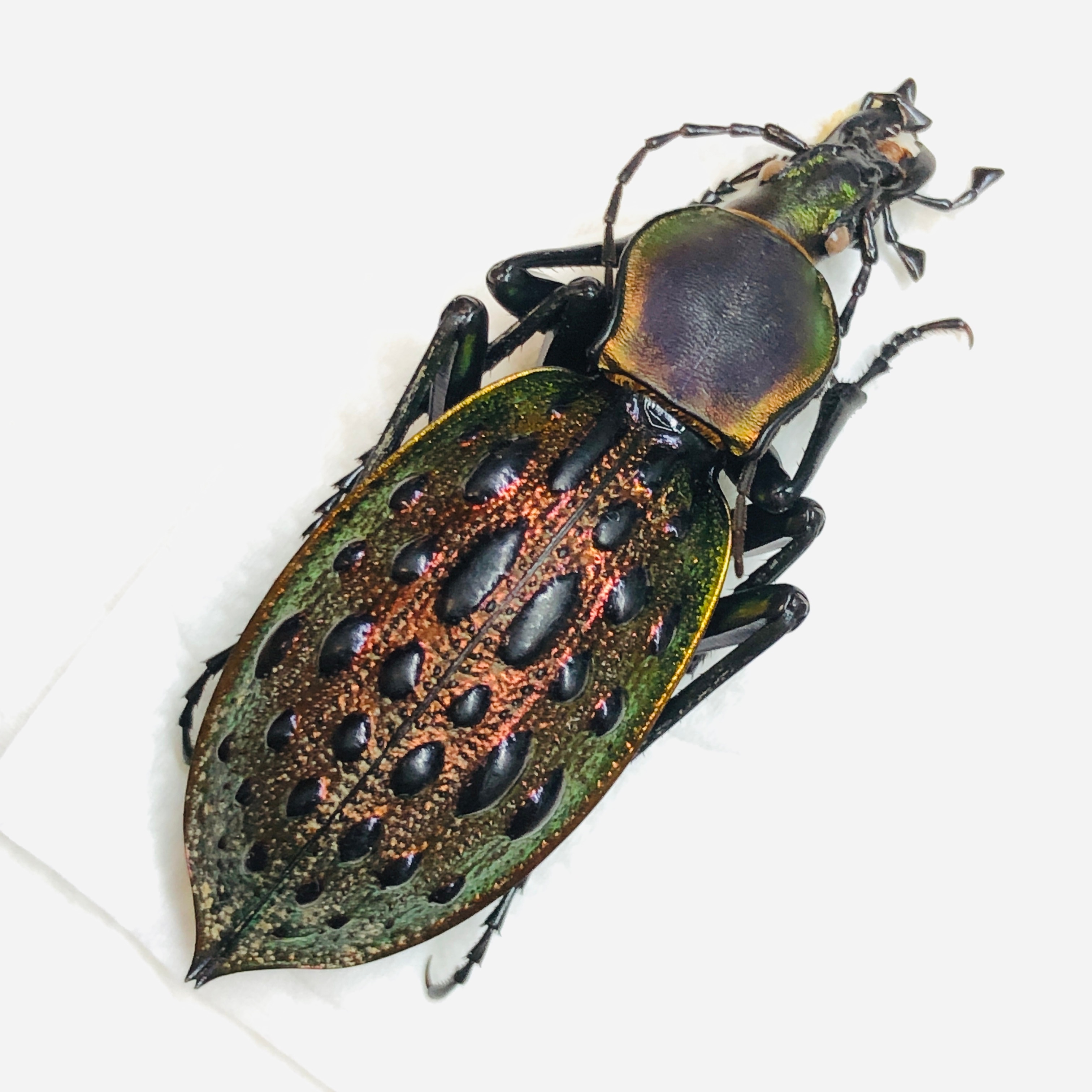 Carabus (Coptolabrus) augustus 44mm A1 from Guilin Guangxi No.5871