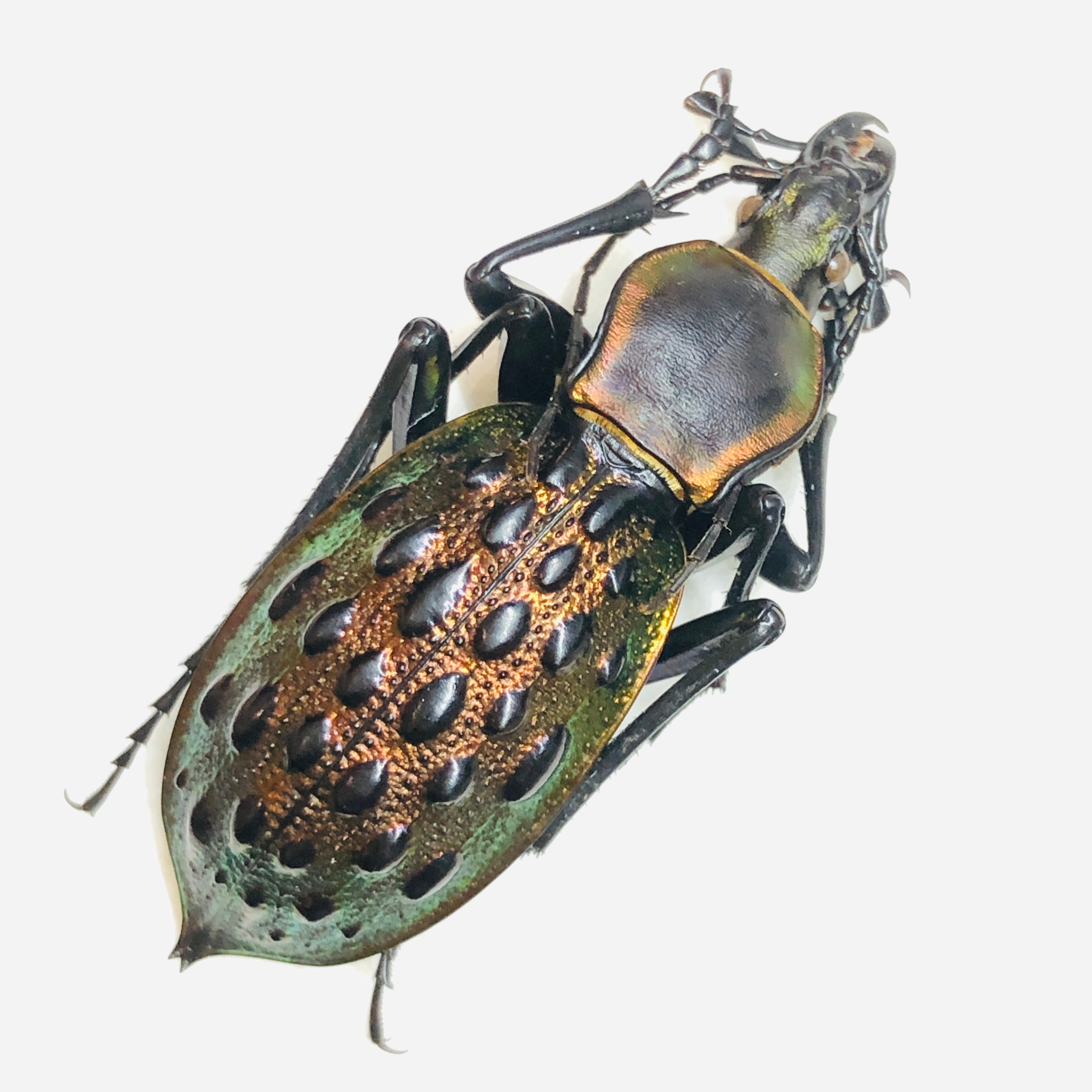 Carabus (Coptolabrus) augustus 42mm A1 from Guilin Guangxi No.5870
