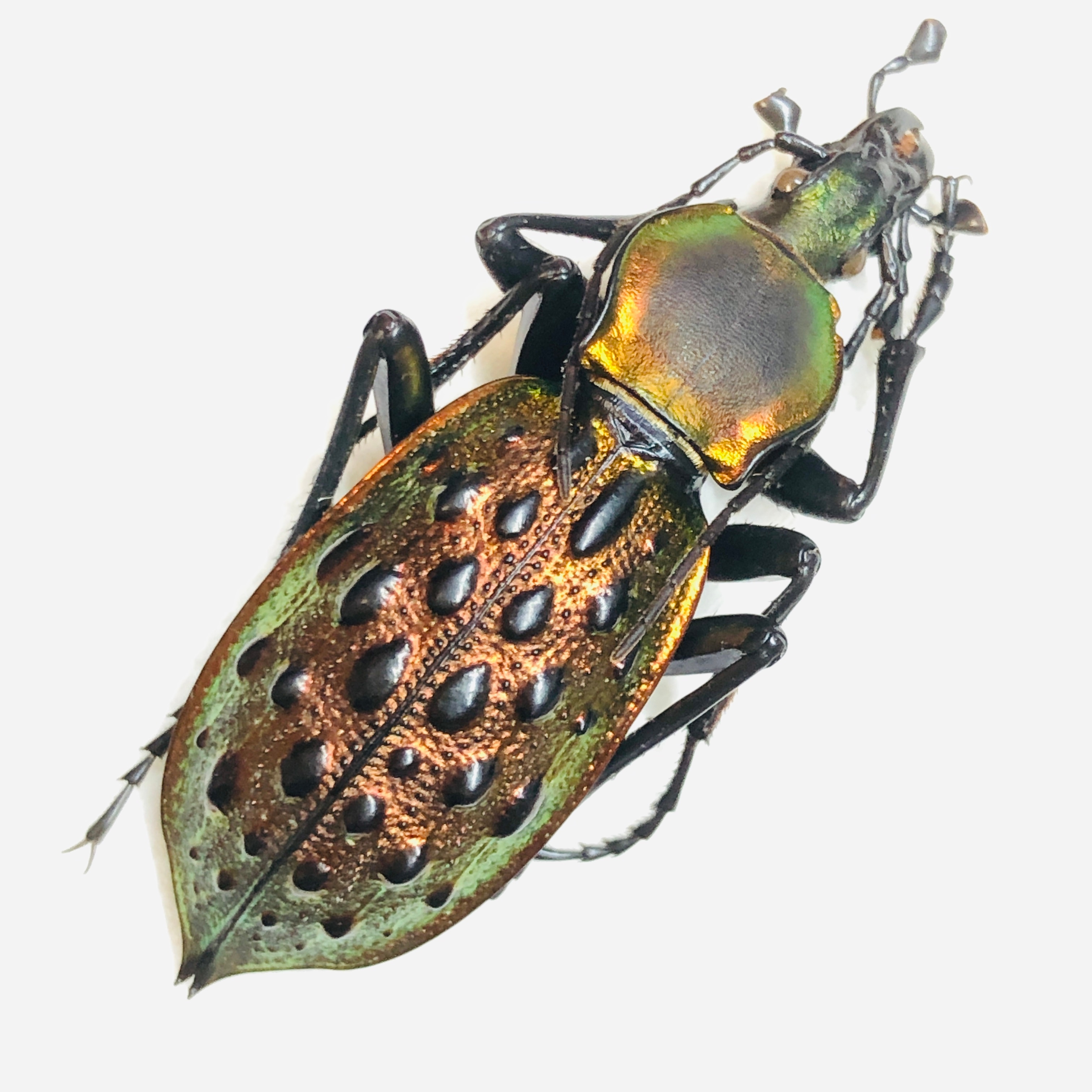 Carabus (Coptolabrus) augustus 41mm A1 from Guilin Guangxi No.5872