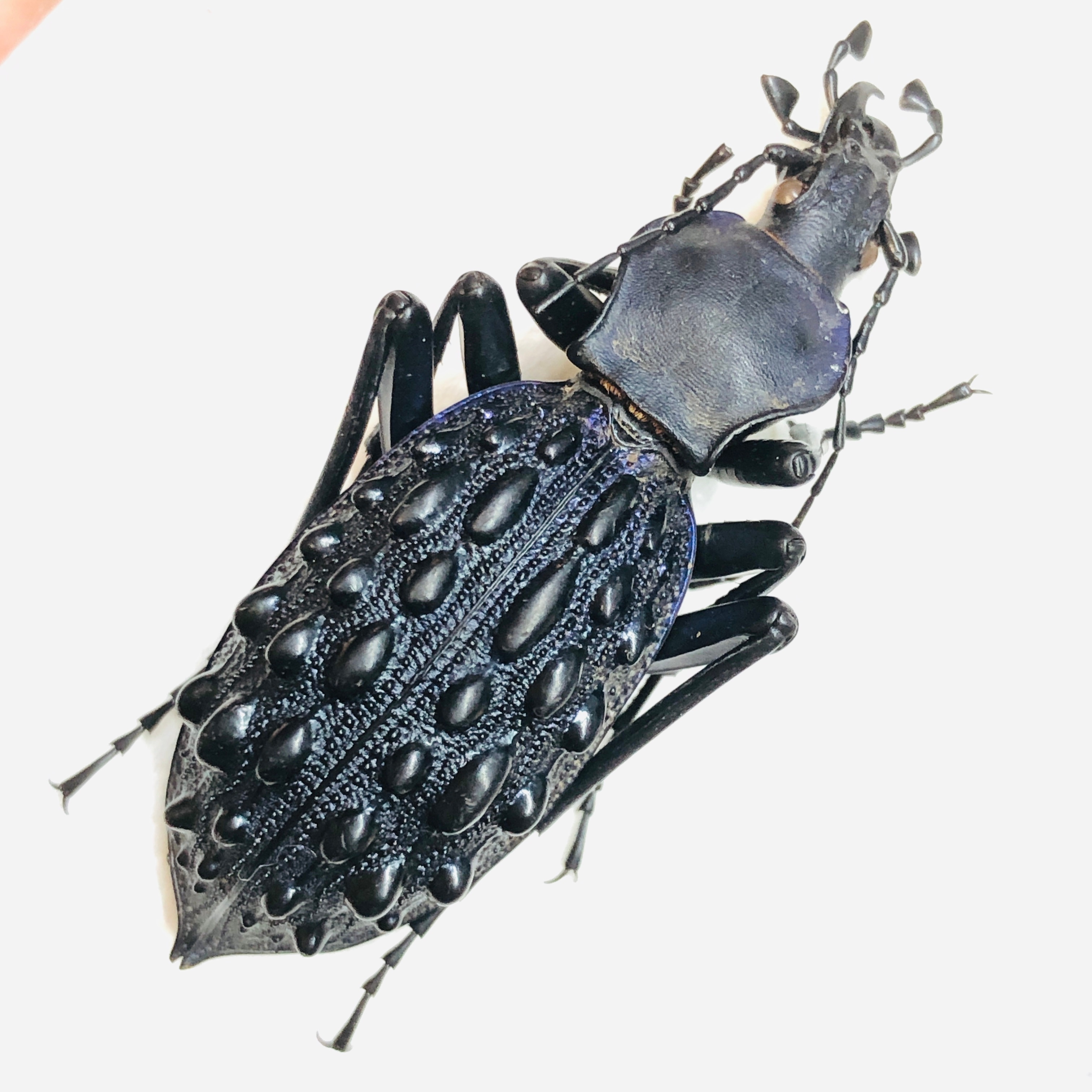 Carabidae Carabus (Coptolabrus) pustulifer ssp 48mm A1 from Rongshui Guangxi No.5873