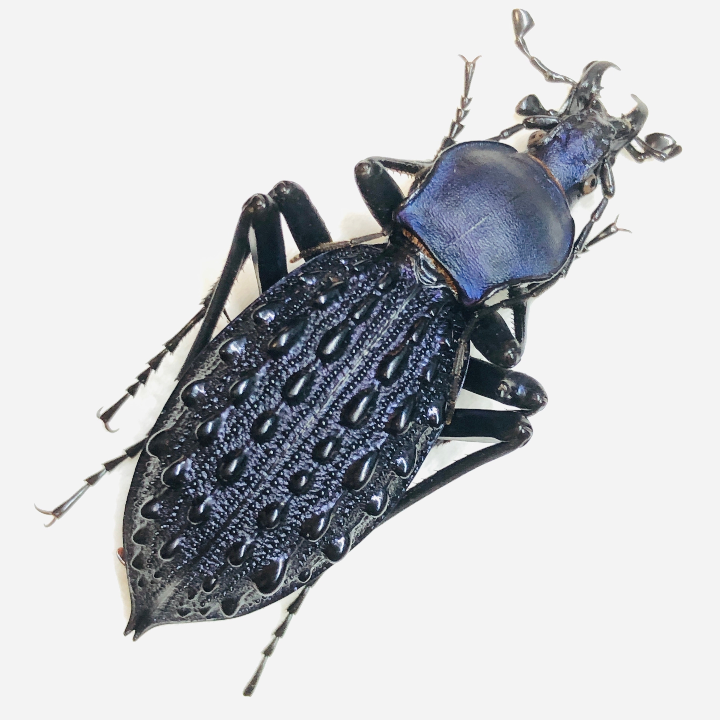 Carabidae Carabus (Coptolabrus) pustulifer ssp 44mm A1 from Rongshui Guangxi No.5876
