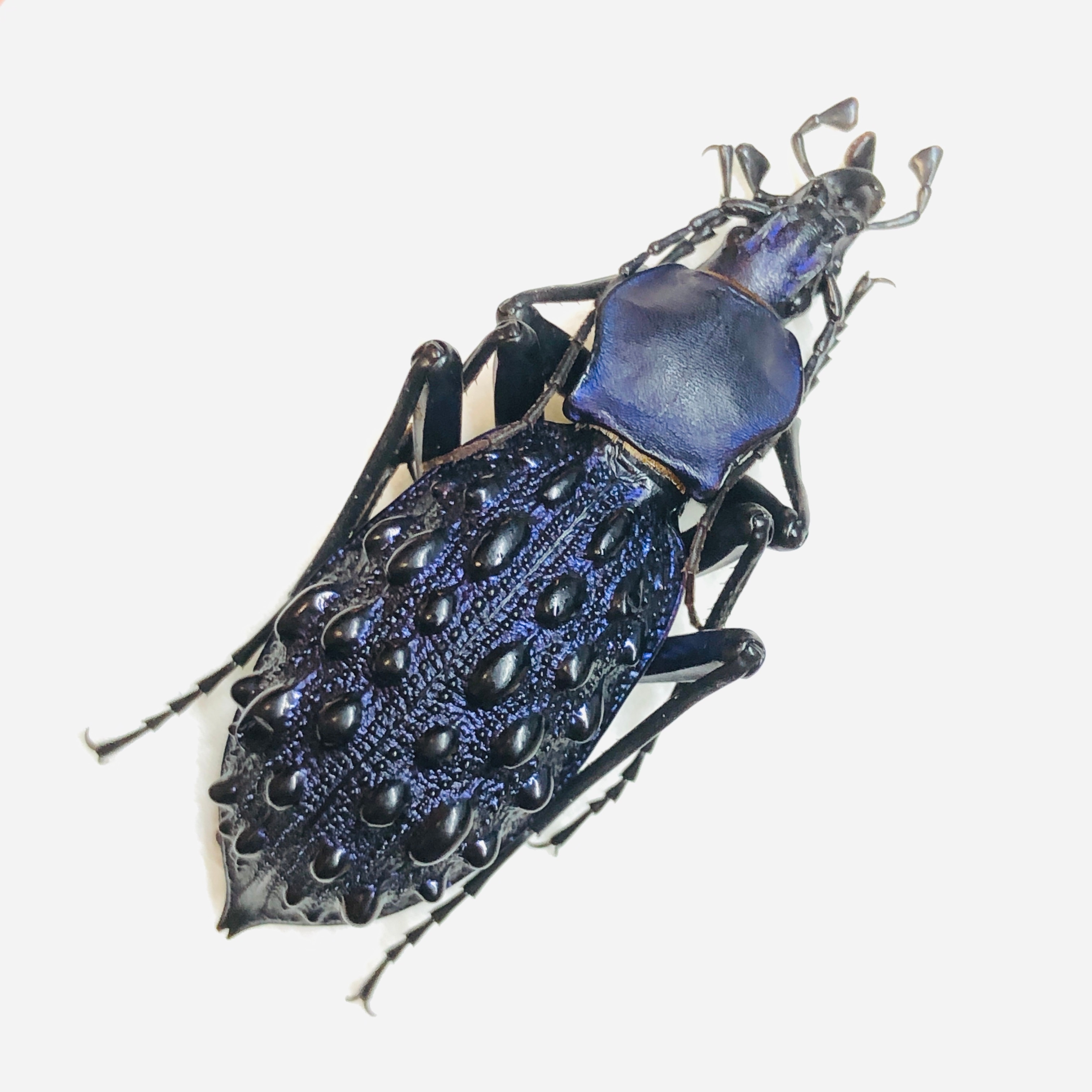 Carabidae Carabus (Coptolabrus) pustulifer ssp 41mm A1 from Rongshui Guangxi No.5874