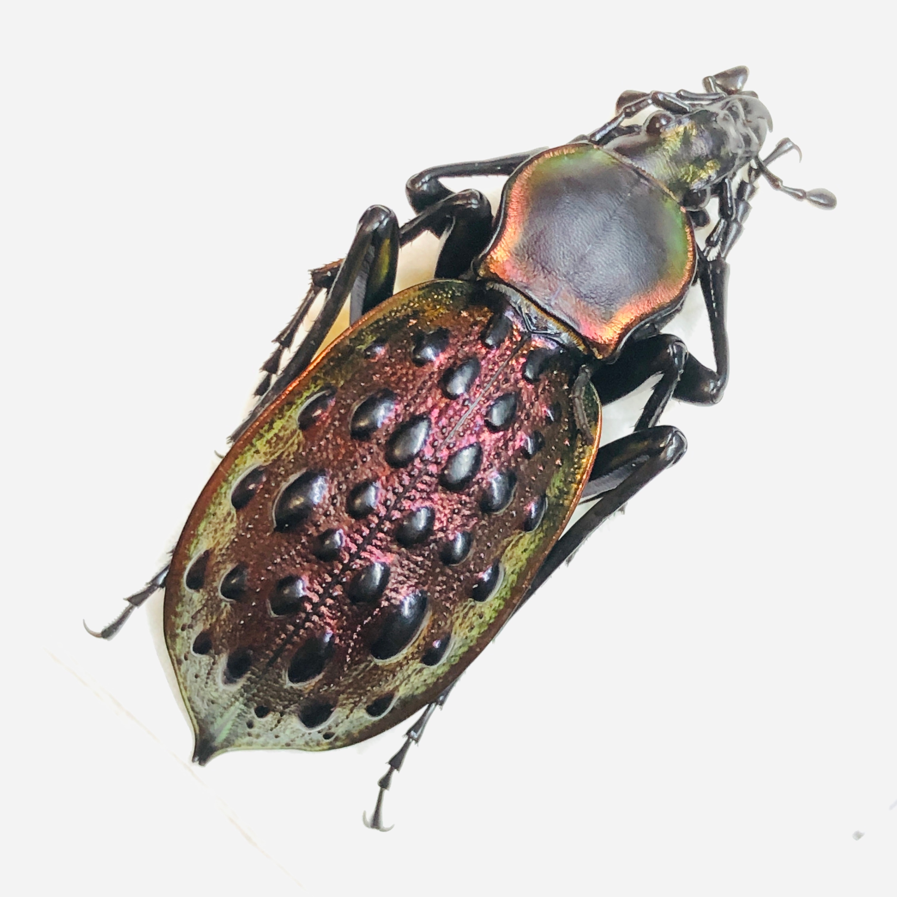 Carabus (Coptolabrus) augustus 41mm A1 from Guilin Guangxi No.5869