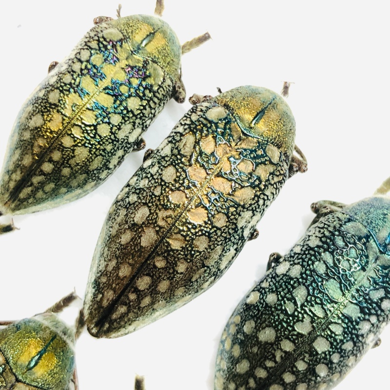 wholesale Julodis variolaris 5pcs for one set from Changji Xinjiang