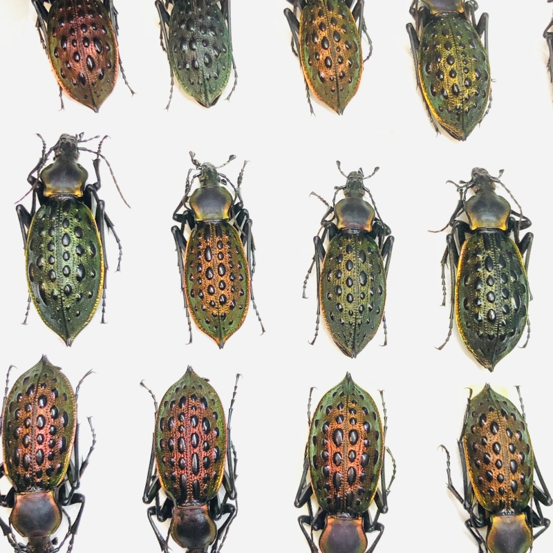 whosale Carabus (Coptolabrus) augustus 5pcs for one set from Guilin Guangxi