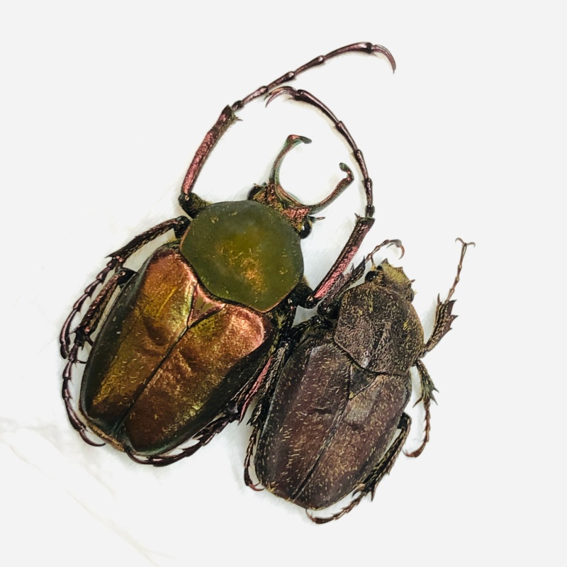 Cetoniidae Philistina tibetana 24mm17mm A1 from Fugong Yunnan No.5993 Large size