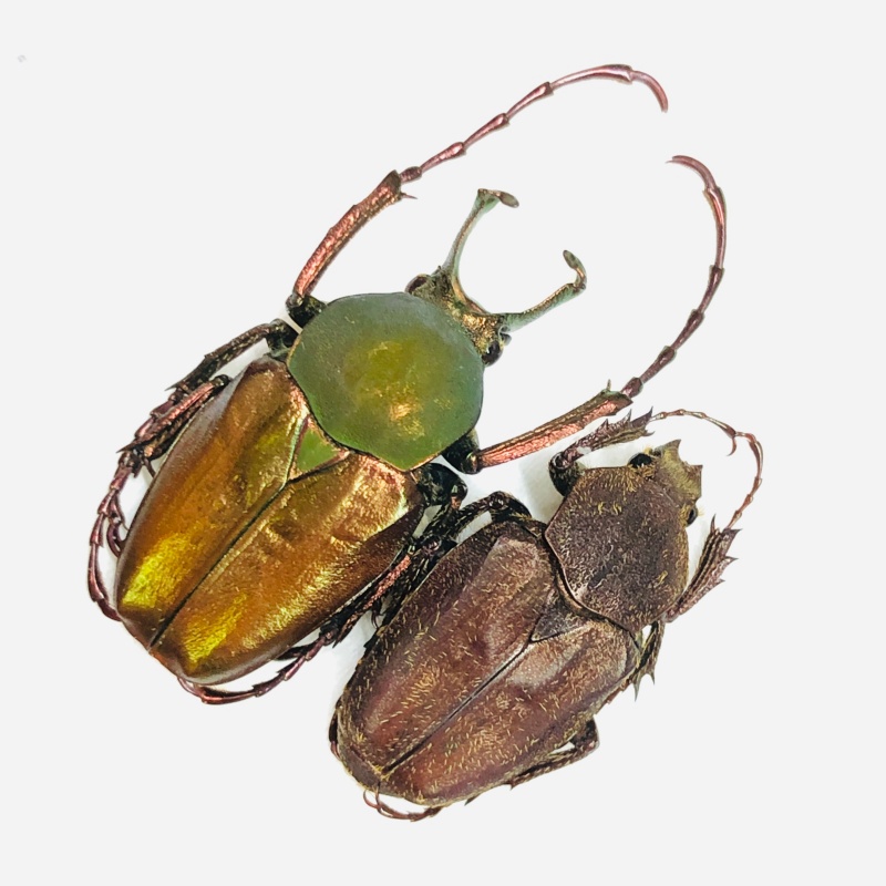Cetoniidae Philistina tibetana 24mm19mm A1 from Fugong Yunnan No.5996 Large size