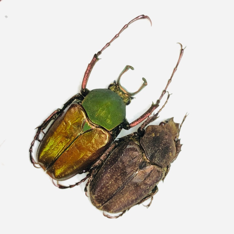 Cetoniidae Philistina tibetana 23mm19mm A1 from Fugong Yunnan No.5995 Large size