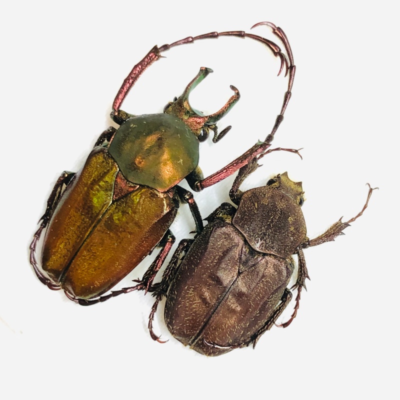 Cetoniidae Philistina tibetana 22mm17mm A1 from Fugong Yunnan No.5994 Large size