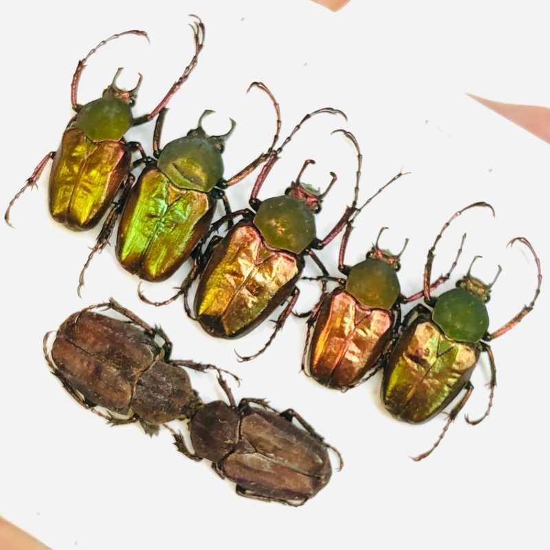 Cetoniidae Philistina tibetana 7pcs A2 from Fugong Yunnan No.6006