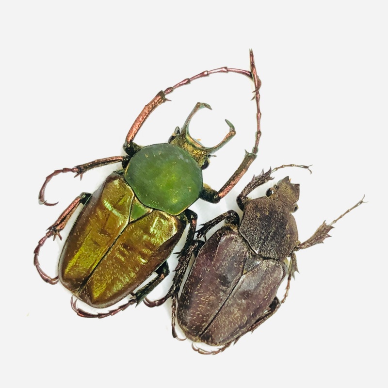 Cetoniidae Philistina tibetana 23mm19mm A1 from Fugong Yunnan No.5998 Large size