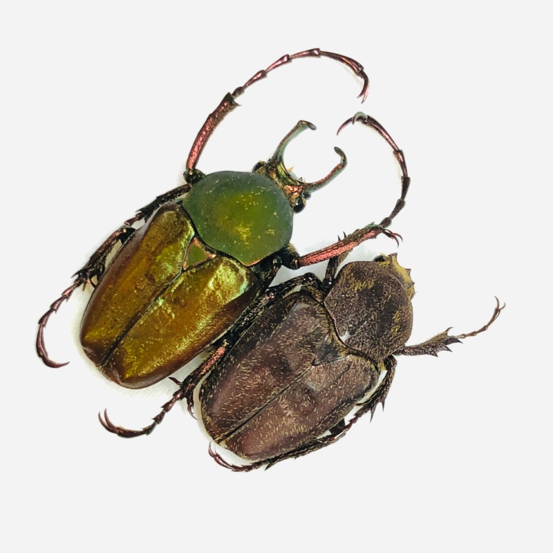 Cetoniidae Philistina tibetana 23mm18mm A1 from Fugong Yunnan No.5997 Large size